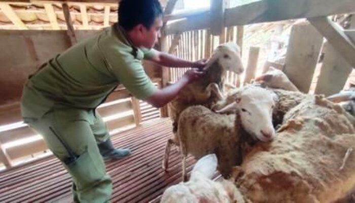 Pemberian Obat Cacing dan Vitamin Pada Domba di Lokasi TMMD