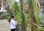 Tebu Transgenik Pertama di Dunia Ada di Indonesia : Temuan PTPN I Regional 4