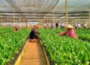 Proyek Bibitan PTPN Bekri, Suplemen Ekonomi Tetangga Mandiri