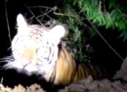 Beredar Vidio Kemunculan Harimau Jawa di Gunung Lio Salem