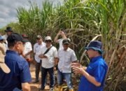 Kebun Cinta Manis Siap Pasok Tebu Berkualitas