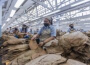 Region Head PTPN I Regional 4 Subagiyo Targetkan Produktivitas Capai 1,7 Ton/Ha pada Musim Tanam Tembakau 2024