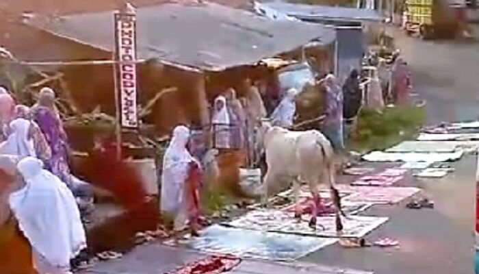 Insiden Sapi Qurban Ngamuk, Bubarkan Jemaah Solat Ied