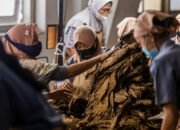 Perluas Pangsa Pasar Baru ke Turki dan Spanyol, PTPN I Regional 4 Targetkan Pendapatan Komoditas Tembakau 2024 Tembus 374,78 Miliar