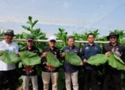 PTPN I Regional 4 Kebun Tembakau Gelar Panen Perdana