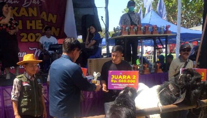 Kontes Domba dan Kambing Bupati Cup 2024 Ajang Melestarikan Hewan Ternak Lokal