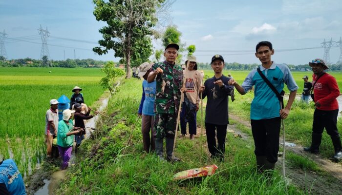 Gropyokan Tikus di Desa Kelangdepok Wujud Nyata Dukungan Ketahanan Pangan Nasional