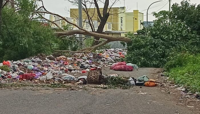 Pohon Besar Tumbang di Pemalang, Tim URC BPBD Bergerak Cepat Disengat Tawon Vespa