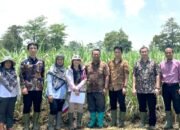 Kunjungan Kerja Sama Ajinomoto Ke P3GI-PT RPN: Identifikasi Kombinasi Sistem Budidaya Terbaik