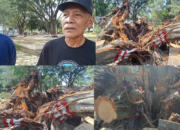 3 Nyawa Melayang Akibat Tertimpa Pohon Beringin, Pemkab Diharapkan Lebih Teliti  Dalam Pemeliharaan