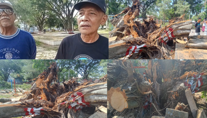 3 Nyawa Melayang Akibat Tertimpa Pohon Beringin, Pemkab Diharapkan Lebih Teliti  Dalam Pemeliharaan