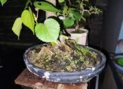 Naas, Seorang Pencuri Tanaman Bonsai di Pekalongan, Kepergok Warga dan diamanakan Polisi.
