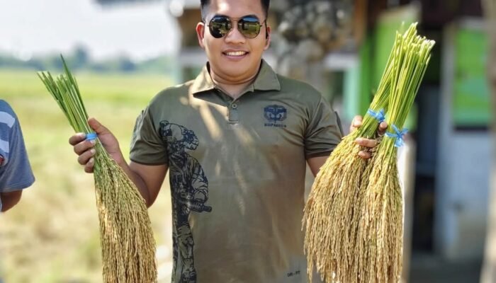 Dandim 0711/ Pemalang Kawal Langsung Panen Padi “Sinar Mentari”: Bukti Nyata Dukung Swasembada Pangan
