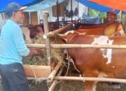 Jelang Idul Adha, Penjual Hewan Kurban di Pemalang Keluhkan Sepinya Pembeli
