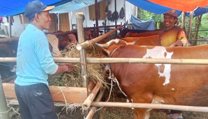 Jelang Idul Adha, Penjual Hewan Kurban di Pemalang Keluhkan Sepinya Pembeli