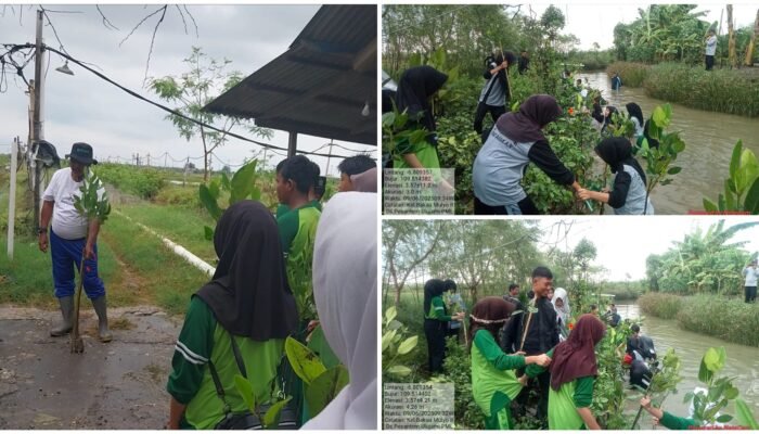 Peringati Hari LH, Pelajar Dan Masyarakat Tanam Ribuan Pohon Mangrove di Pesantren