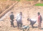 Geger Penemuan Mayat di Sawah Desa Pangebatan Bantarkawung 