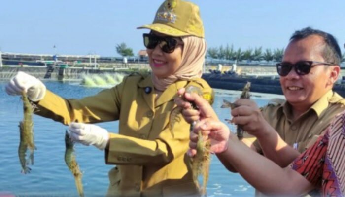 Komoditas Udang Asal Kabupaten Kendal Tembus Pasar Amerika Serikat
