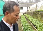 Bibit Kopi Robusta dan Arabica Banyak Dikembangkan Petani Lereng Gunung Slamet Pemalang