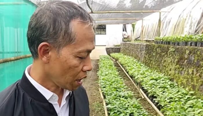Bibit Kopi Robusta dan Arabica Banyak Dikembangkan Petani Lereng Gunung Slamet Pemalang