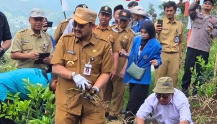 Bupati Pemalang Optimis Kentang Clekatakan Siap Saingi Dieng