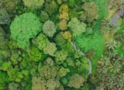 Holding Perkebunan Nusantara Berkomitmen Lindungi Flora-Fauna di 14 Ribu Ha Area HCV PalmCo
