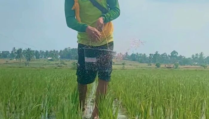 Kepala DPP Kabupaten Kendal: Penggunaan Pupuk Organik Di Kabupaten Kendal Masih Sangat Kecil