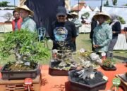 Ratusan Pecinta Bonsai Seluruh Nusantara Meriahkan Kontes Nasional Bonsai Pemalang Bercahaya