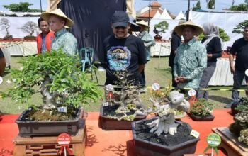 Ratusan Pecinta Bonsai Seluruh Nusantara Meriahkan Kontes Nasional Bonsai Pemalang Bercahaya