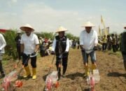 Dukung Swasembada Pangan Nasional, Holding Perkebunan Nusantara Laksanakan Tanam Perdana Padi Gogo di Lahan PSR