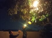 Tawon Vespa Bikin Panik Warga, Damkar Pemalang Turun Tangan