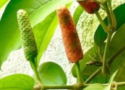 Budidayakan Tanaman Cabe Jawa, Kepala Desa Blimbing: Nilai Ekonominya Tinggi dan Pasar Ekspor Terbuka Luas