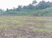 Galian C di Dukuh Kembang Kuning Karanganyar Direklamasi Bertahap Sesuai Aturan ESDM