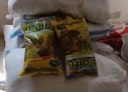 Usai Dihantam Hama Tikus, BPP Randudongkal Salurkan Bantuan Bibit Padi ke Petani