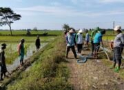 Lawan Hama Tikus, Warga Pegundan Gelar Aksi “Gropyokan” Massal