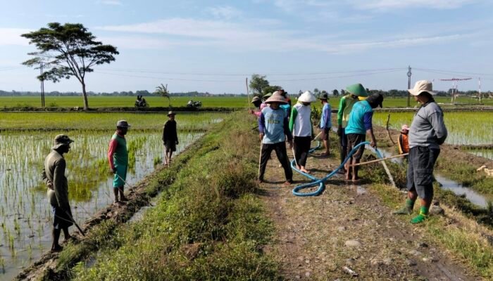Lawan Hama Tikus, Warga Pegundan Gelar Aksi “Gropyokan” Massal