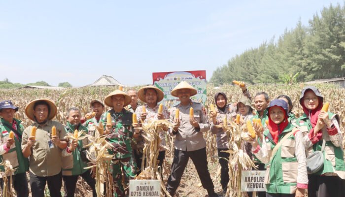 Panen Raya Jagung Di Desa Jungsemi, Kapolres Kendal: Bagian Dari Dukungan Terhadap Program Ketahanan Pangan Nasional