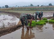 Sinergi TNI-Rakyat: Koramil Randudongkal Genjot Ketahanan Pangan di Tehnopark