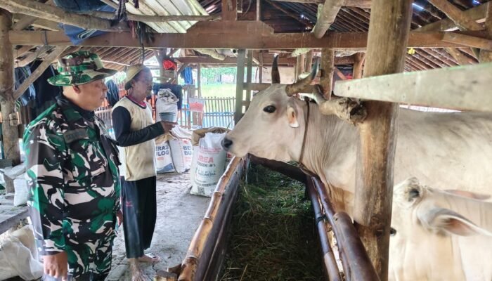 Peternak Sapi di Cikuya Raih Berkah Air Bersih dan Inovasi Pakan Lewat TMMD
