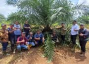 Holding Perkebunan Nusantara melalui PTPN IV Regional V Mutasikan TBM-3 ke TM-1 Seluas 1.119 Hektare pada Awal 2026