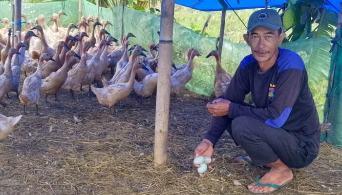 Warga Kelurahan Karangsari Berpenghasilan Jutaan Rupiah Hanya Dari Berternak dan Menggembalakan Bebek