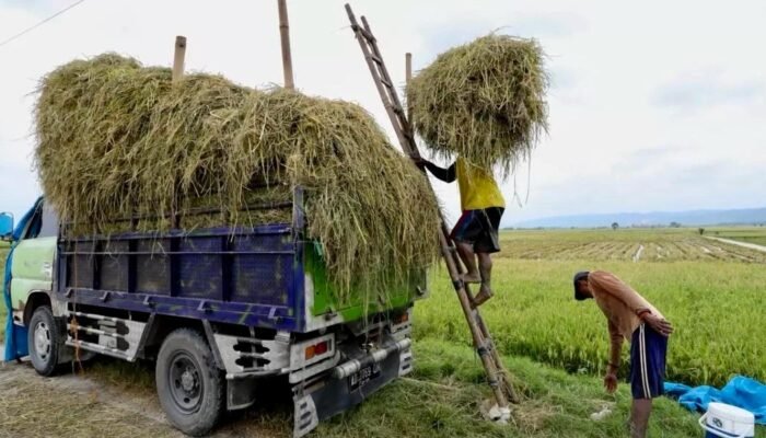 Jateng Menuju Swasembada 2026: Surplus Beras dan Alutsista Tani Disiagakan
