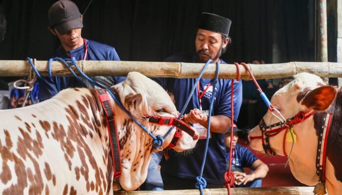 Sapi Potong Mendominasi, Gubernur Luthfi Serukan Kontes Sapi Perah demi Atasi Krisis Susu Jateng