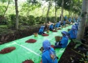 Holding Perkebunan Nusantara Terus Perkuat Daya Saing Global, Ekspor Kopi Ijen PalmCo Tembus AS dan Inggris