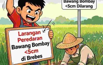 Panen Raya Dekat, Landep Dukung Pemkab Brebes Blokir Bawang Bombay Kecil