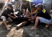 Idul Adha 1447 Hijriyah Di Perumahan Daerah Kendal Dilaksanakan Shalat Id dan Penyembelihan Hewan Kurban
