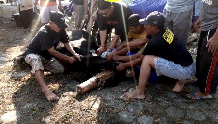 Idul Adha 1447 Hijriyah Di Perumahan Daerah Kendal Dilaksanakan Shalat Id dan Penyembelihan Hewan Kurban