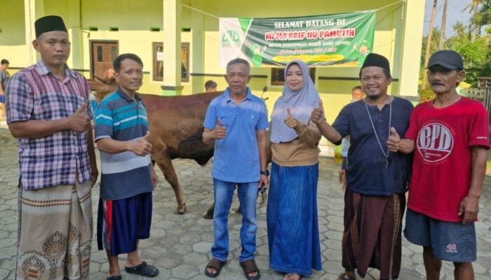 MANTAB! Kades Pamutih Salurkan 2 Sapi dan 8 Kambing Kurban Untuk Warga Desa Pamutih