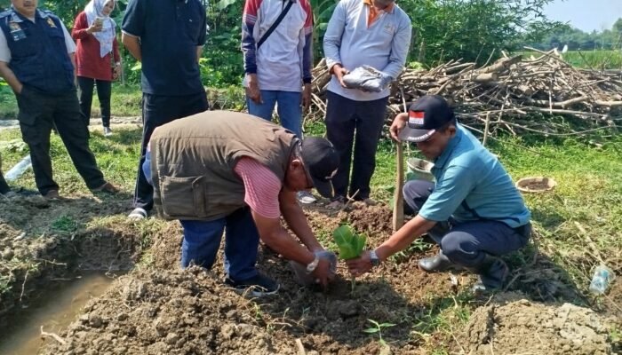 Dongkrak Ekonomi, Camat Comal Tanam 1.000 Pisang Cavendish di Kebojongan