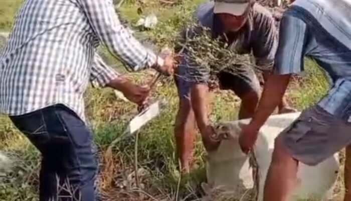 Aksi Nyata Camat Comal, Pasang Kluwung Beton Demi Sulap Stadion Jatidiri Jadi Ruang Hijau